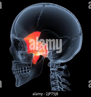 Menschliche Skelett-System Schädel Knochen Teile Anatomie Stockfoto