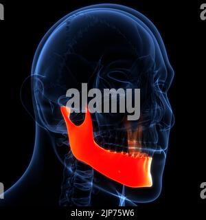 Menschliche Skelett-System Schädel Knochen Teile Anatomie Stockfoto