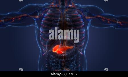 Menschliche innere Organe Bauchspeicheldrüse mit Gallenblase Anatomie Stockfoto