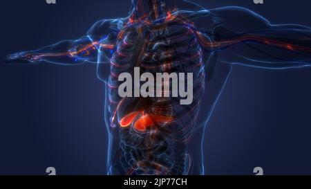 Menschliche innere Organe Bauchspeicheldrüse mit Gallenblase Anatomie Stockfoto