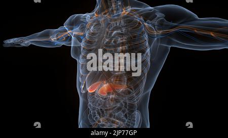 Menschliche innere Organe Bauchspeicheldrüse mit Gallenblase Anatomie Stockfoto