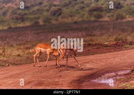 Nairobi City County Nationalpark Vögel Tiere Wildtiere Savanne Grasland Landschaften Panoramablick malerische Ausblicke magische Kenia Ostafrika Discovery Exp Stockfoto