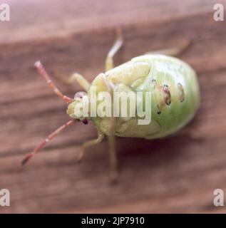 Nahaufnahme des grünen Käfer im Garten Stockfoto