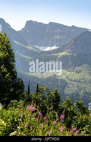 An einem sonnigen Sommertag bietet sich im Glacier-Nationalpark in Montana eine atemberaubende Aussicht auf die „Road to the Sun“. Stockfoto