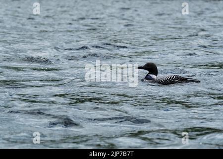 Ein gewöhnlicher Seetaucher (Gavia immer) im Gefieder, der auf einem See im Algonquin Provincial Park schwimmt. Stockfoto