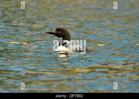 Im Sommer schwimmend im hellen Licht auf dem Wasser ein gewöhnlicher Loon (Gavia immer). Stockfoto