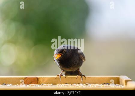 Eine Amsel, die auf einem Futterhäuschen sitzt Stockfoto