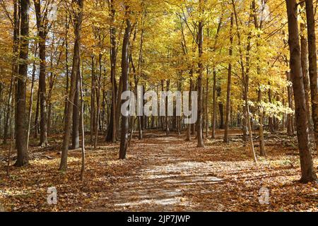 November Forest - Glen Helen Nature Preserve, Ohio Stockfoto