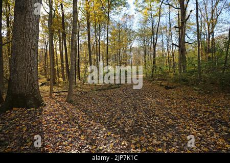 Der Baum und der Pfad im Wald - Glen Helen Nature Preserve, Ohio Stockfoto