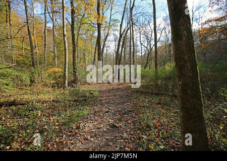 Walking Thtough Glen Helen Nature Preserve, Ohio Stockfoto