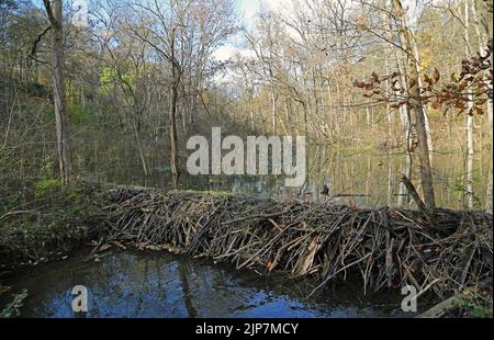 Landschaft mit Biberdamm - Glen Helen Nature Preserve, Ohio Stockfoto