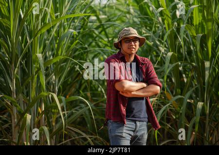 Jungzüchter Zuckerrohr Porträt in der Plantage Stockfoto