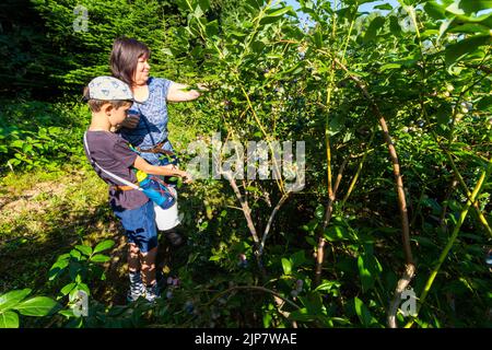 Ernte der nördlichen Hochbusch-Heidelbeere, Vaccinium corymbosum 'Bluecrop' im Garten angebaut, Ungarn, Europa Stockfoto
