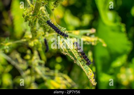 Schwarze Raupe eines Pfauenschmetterlings auf einer Brennnessel aus nächster Nähe. Eine schwarze Raupe mit Stacheln und weißen Punkten frisst die Blätter der Brennnessel Stockfoto