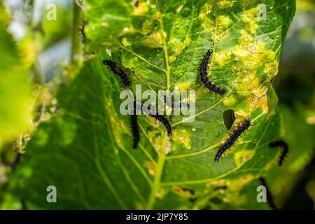 Viele schwarze Raupen des Pfauenschmetterlings auf Nesseln aus der Nähe, verschwommener Hintergrund. Eine schwarze Raupe mit Stacheln und weißen Punkten frisst das l Stockfoto