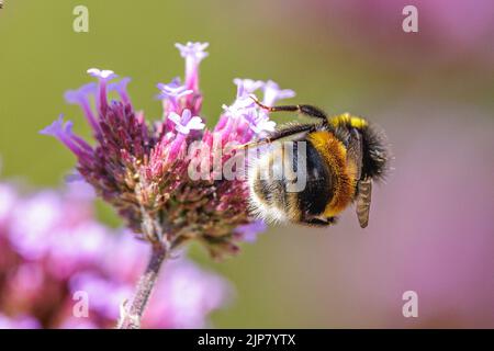 Hummel, die Nektar aus einer purpurnen Blume im Garten nimmt Stockfoto