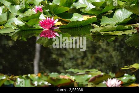 Rosa Seerosen in einem natürlichen Teich. Einer spiegelt sich im Wasser wider. Der Teich ist ein alter Heideteich. Ich nehme an, dass die Seerosen vom Garten zurückgelassen wurden Stockfoto
