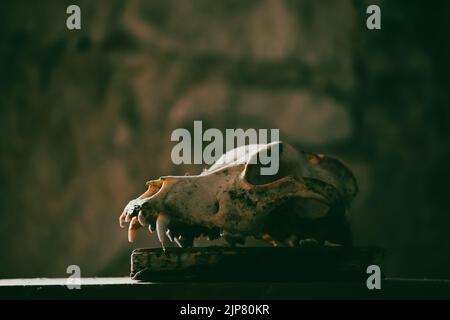 Schädel eines Hundes in geheimnisvollem, nebligen Licht. Gruselige, Horror-Tapete für Halloween. Stockfoto
