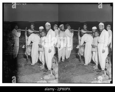 Der Samariter Ostern am Mt. Garizim. Vorbereiten der Karkasse. Stockfoto