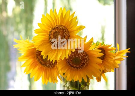 Ein schöner Blumenstrauß aus Sonnenblumen in einer Glasvase am Fenster. Stockfoto