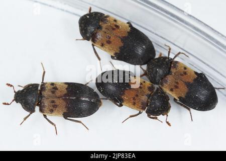 Dermestes lardarius, allgemein bekannt als der Kammkäfer aus der Familie Dermestidae ein Hautkäfer. Stockfoto