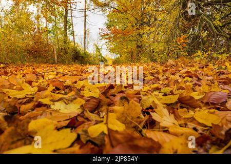 Bodenebenes Weitwinkelfoto eines Laubwaldweges im Herbst Stockfoto