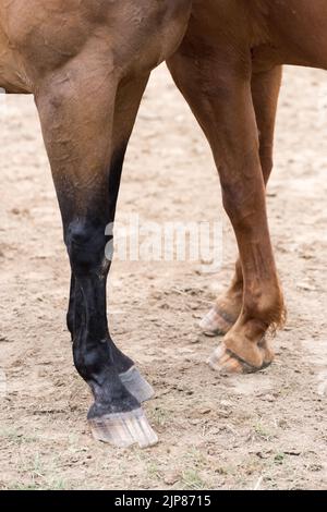 Beine und Hufe von zwei Warmblutpferden in Deutschland, Europa Stockfoto