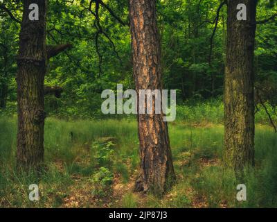 Frühlingswald in den Bergen nach Niederschlägen Stockfoto