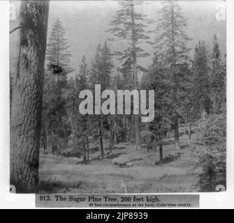 Die Sugar Pine Tree, 200 Fuß hoch; 40 Fuß Umfang an der Basis - Calaveras County Stockfoto