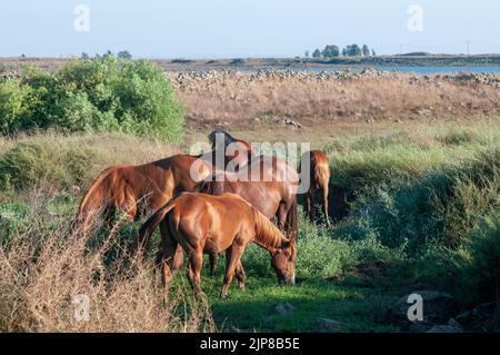 Pferde grasen auf den Golanhöhen, Israel Stockfoto