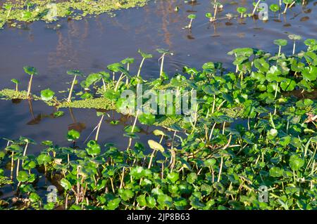 Brunnenkresse wächst in einem kleinen Wasserbecken, Golan Heights, Israel Stockfoto