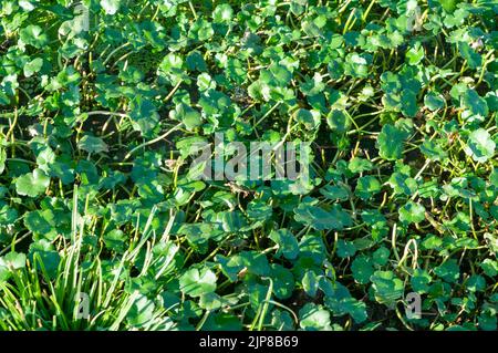 Brunnenkresse wächst in einem kleinen Wasserbecken, Golan Heights, Israel Stockfoto