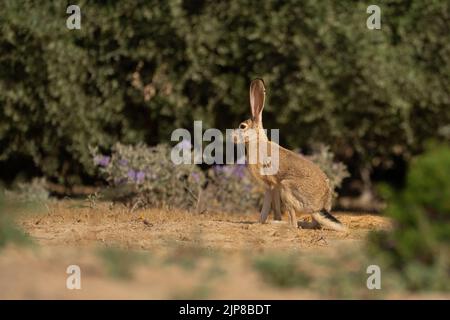 Der Kaphase (Lepus capensis) läuft auf dem Feld. Kaphasen sind in ganz Afrika zu finden und haben sich in vielen Teilen Europas, dem Nahen Osten und AS ausgebreitet Stockfoto