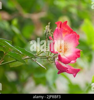 Eine Gruppe von Rosenaphiden (Macrosiphon rosae) auf einem Rosenstamm [var. Cocktail]. Blattläuse, auch bekannt als Pflanzenläuse, sind spezialisierte Pflanzenküter, die die e saugen Stockfoto