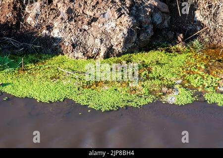 Brunnenkresse wächst in einem kleinen Wasserbecken, Golan Heights, Israel Stockfoto