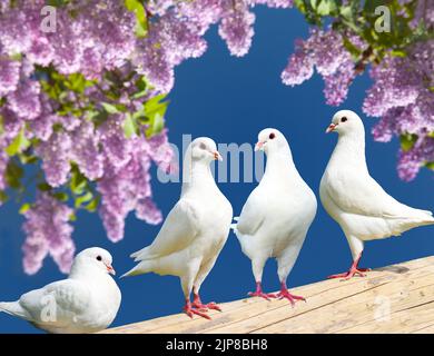 Schöne Ansicht von vier weißen Tauben auf Barsch mit blühendem lila Baum Hintergrund, Kaisertaube, Ducula Stockfoto