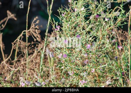 Wilde Blumen aus der Nähe, Golan Israel im August fotografiert Stockfoto