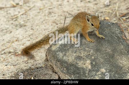 Das gestreifte Bush Squirrel ist ein aktiver Jäger auf dem Boden sowie oben in seinem üblichen arborealen Lebensraum. Stockfoto