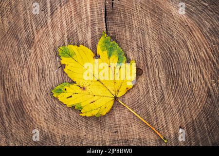 Gelbgrün gebogenes Ahornblatt auf einem Baumstumpf Stockfoto