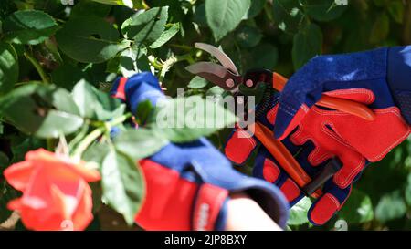 Gärtner Hände in Handschuhe schneiden Rose mit Beschneider im Garten Stockfoto