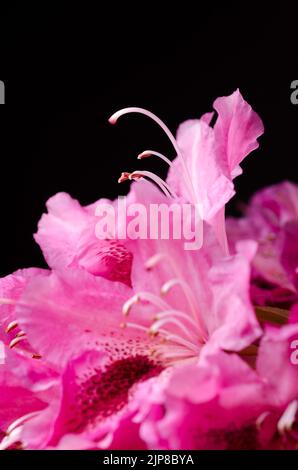 Nahaufnahme von rosa Rhododendron ferrugineum Blumen auf schwarzem Hintergrund Stockfoto