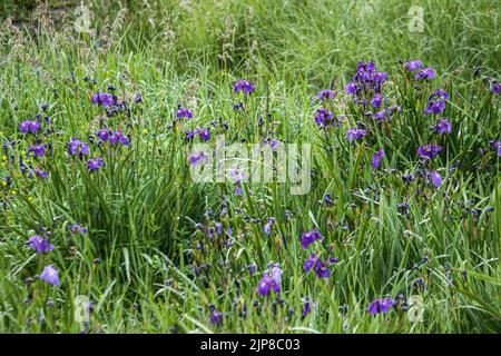 Wiese von Alaska Iris (Iris setosa) fotografiert in der Nähe von Haines, Alaska Stockfoto