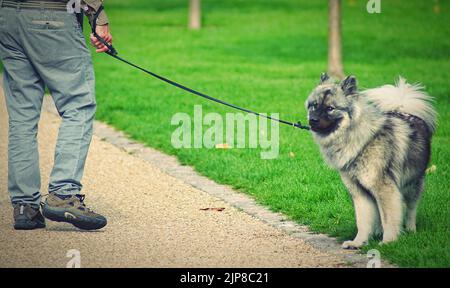 Ein Mann, der mit seinem Hund im grünen Park herumläuft Stockfoto