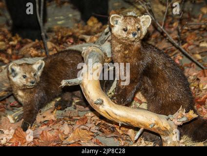 American Morten (Martes americana) Stofftier im Natural History Museum in Haines, Alaska Stockfoto