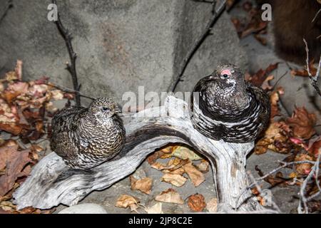 Stofftier im Natural History Museum in Haines, Alaska Stockfoto