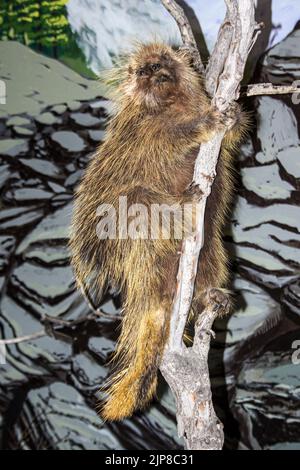 North American Porcupine (Erethizon dorsatum) Stofftier im Natural History Museum in Haines, Alaska Stockfoto