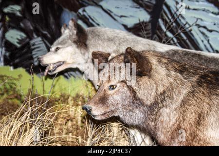 Stofftier des grauen Wolfes im Natural History Museum in Haines, Alaska Stockfoto