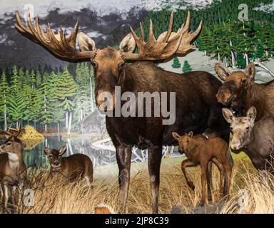 Elchgefüllte Tiere im Natural History Museum in Haines, Alaska Stockfoto