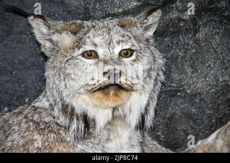 Stofftier des grauen Wolfes im Natural History Museum in Haines, Alaska Stockfoto