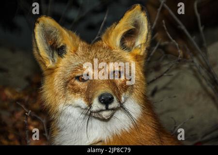 Red Fox Stofftier im Natural History Museum in Haines, Alaska Stockfoto